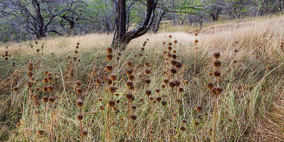 Grasses, Trees, Diamondhead Foothills