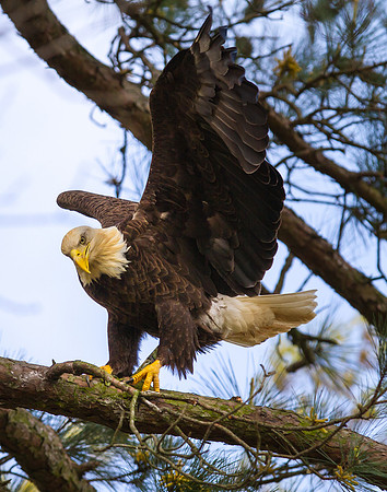 Bald Eagle Nest Building, Shiloh Natl Cemetery, Tennessee