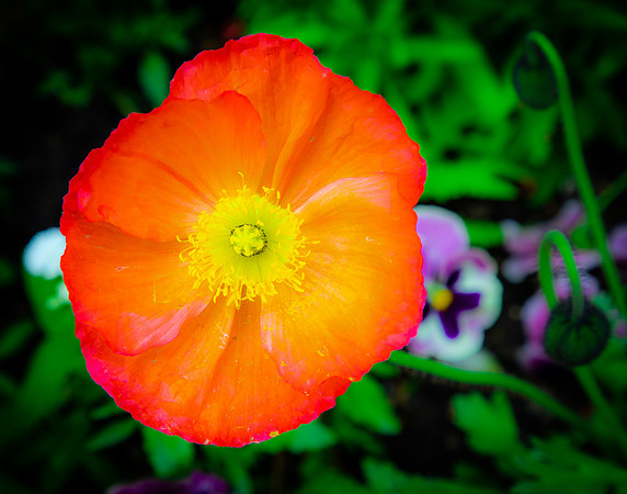 Giverny, Monet's Garden