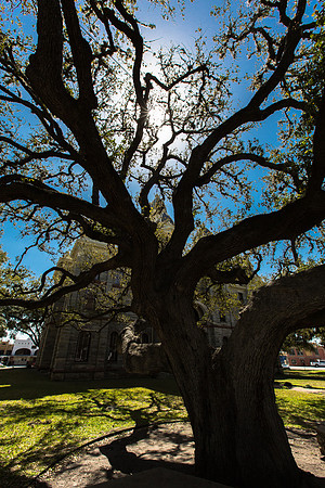 Goliad Courthouse, through The Hanging Tree