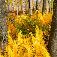 Fall Beauty, Vermont