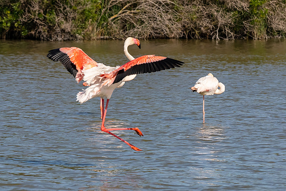 Camargue