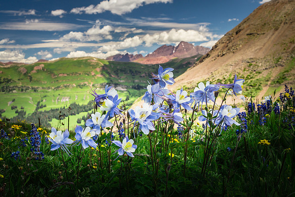 Columbines, Maroon Bells, from North Pole Basin Trail, Colorado