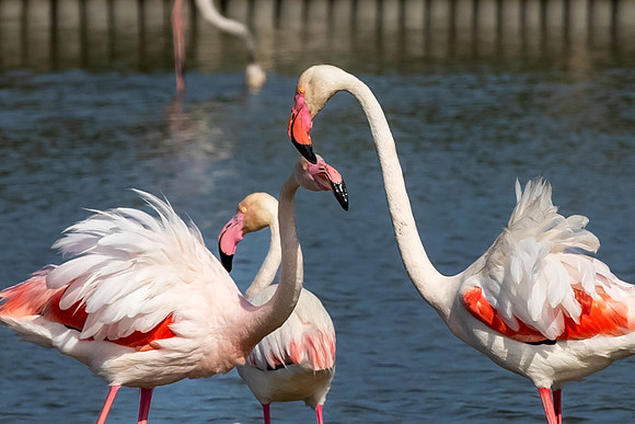 Camargue