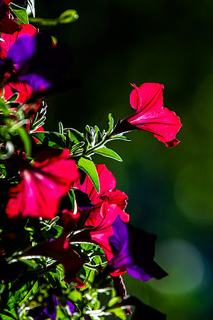 Backlit Petunias