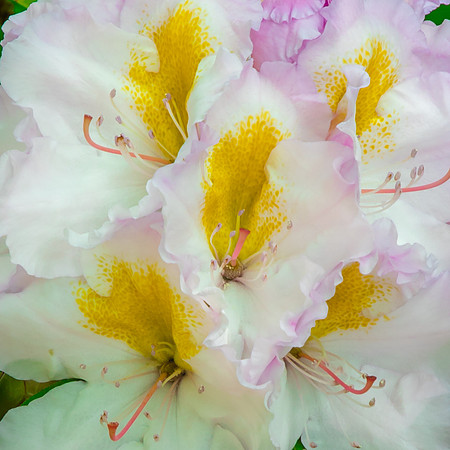 Giverny, Monet's Garden