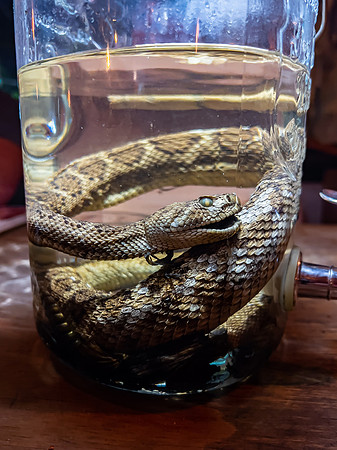 Sotol and Rattlesnake