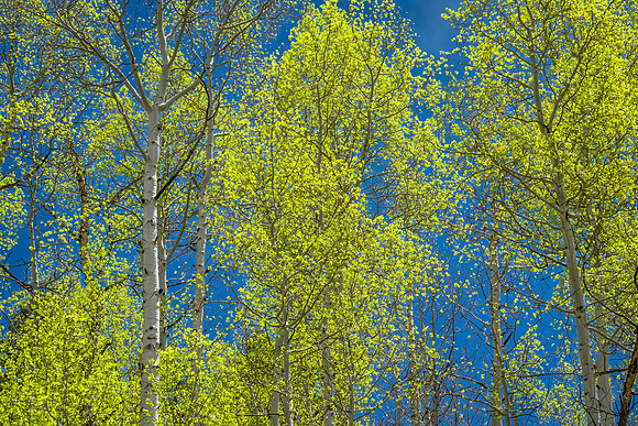 Aspens, Early Spring, CO Hwy 92