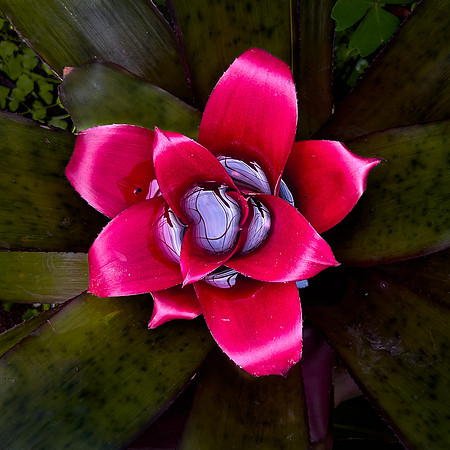 Botanical Gardens, Chapultepec Park
