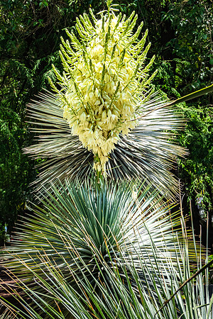 Botanical Gardens, Chapultepec Park