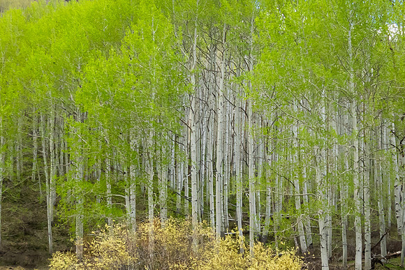 Aspens, Early Spring, CO Hwy 92