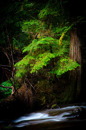 Panther Creek Falls, Oregon