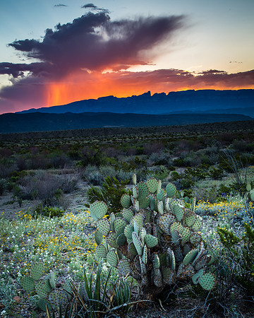 Sunrise, Prickly Pear, Sierra del Carmen Mountains, Big Bend NP