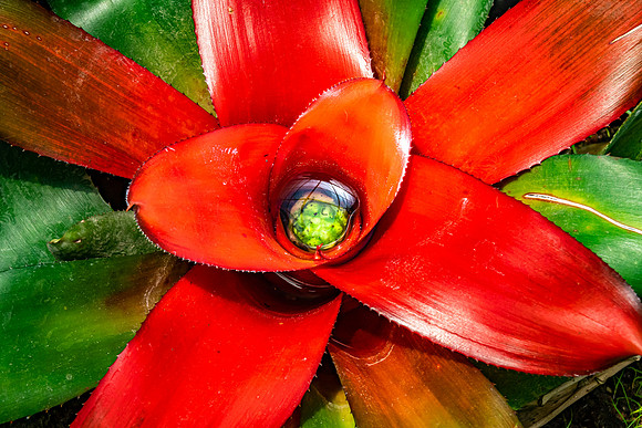 Botanical Gardens, Chapultepec Park