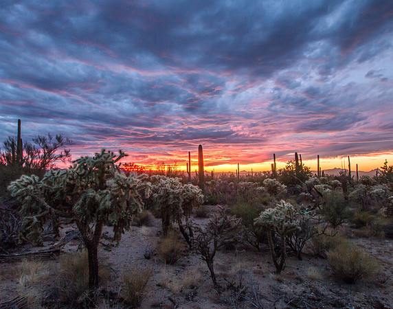 Saguaro Sunset, Saguaro National Park