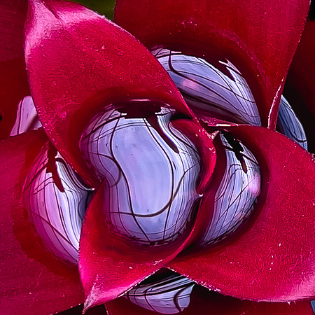 Botanical Gardens, Chapultepec Park