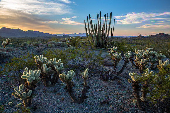 Cholla at Dawn, Organ Pipe Nat'l Monument