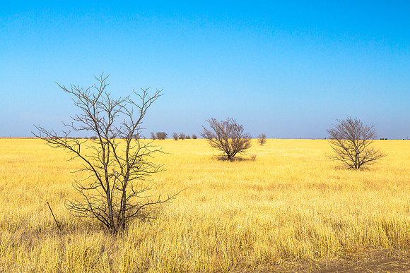 Grasslands in Winter, near Turkey TX