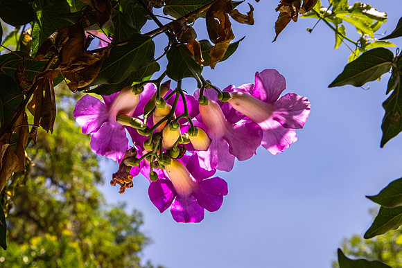Botanical Gardens, Chapultepec Park