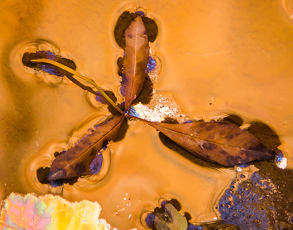 Copper on Copper; Single Leaf in a Reflecting Pool, Zion NP