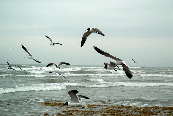 Gulls in Flight, Texas Coastline