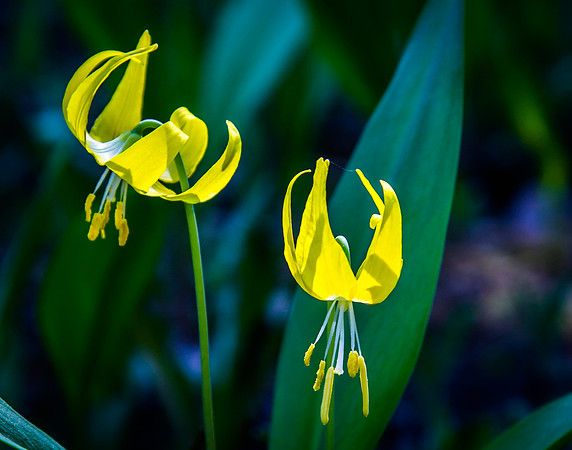 Glacier Lilies