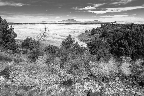 Tumbleweed, Volcanics; near Clayton New Mexico