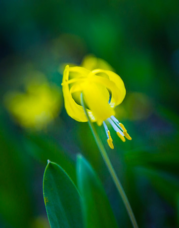 Glacier Lily