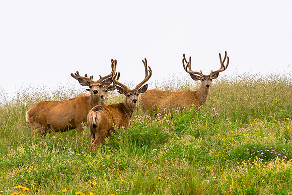 Young Bucks (II)