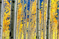 Golden Aspen, Independence Pass