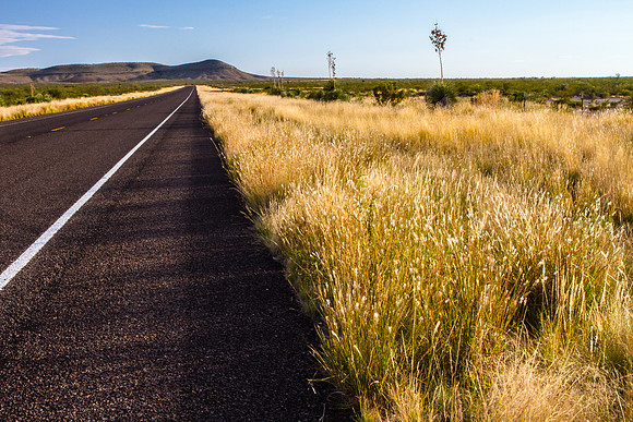 Golden Grasses, TX 118, South of Alpine 2012