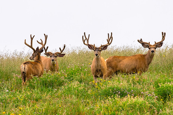 Young Bucks (I)