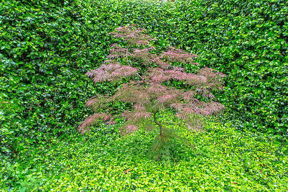 "The Green Room" (ASmith Gallery selection for "Trees" Exhibition)