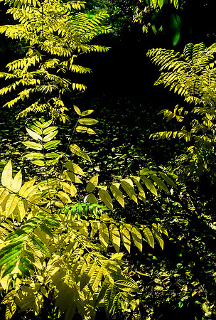 Yellow Fern, Shadow and Light, Blue Ridge Mountains, North Carolina (1985)