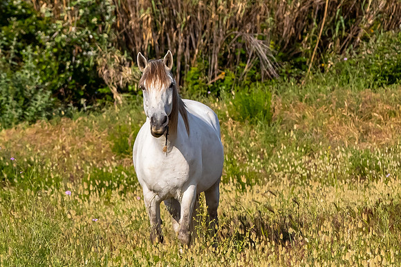 Camargue