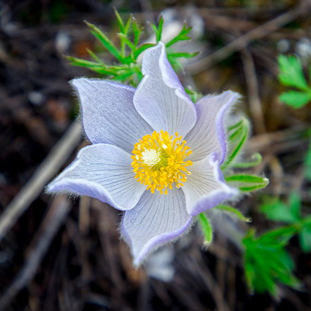 Pasque Flower