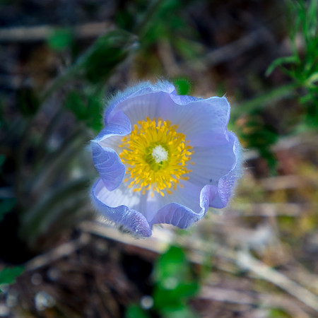Pasque Flower