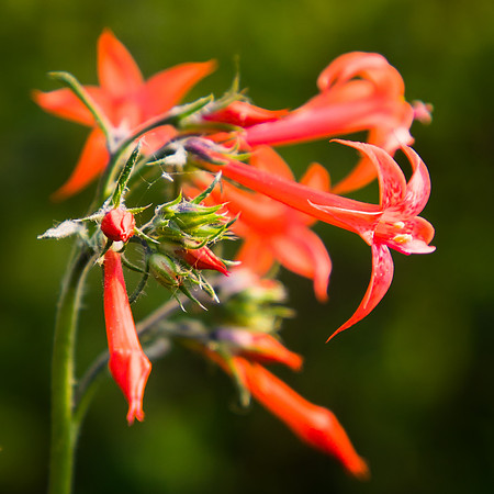 Scarlet Gilea