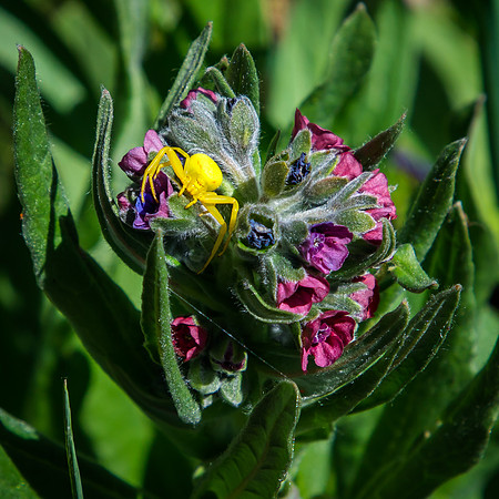 Goldenrod Crab Spider