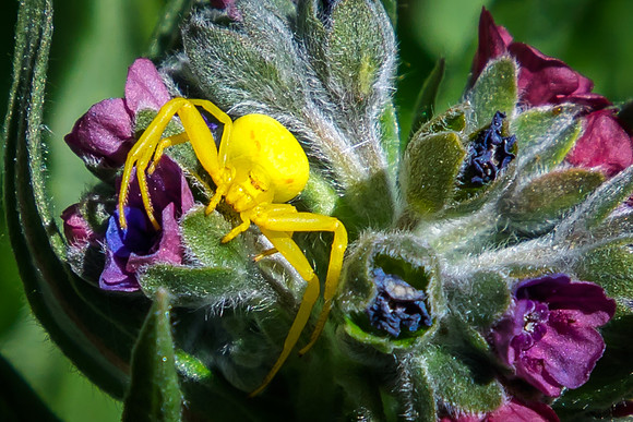 Goldenrod Crab Spider
