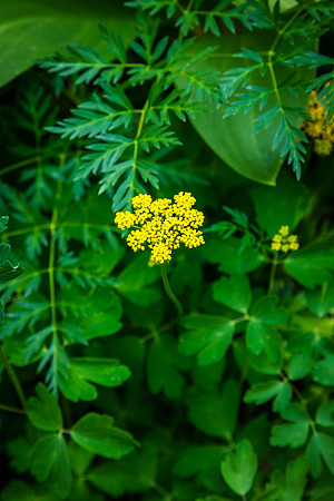 Mountain Parsley