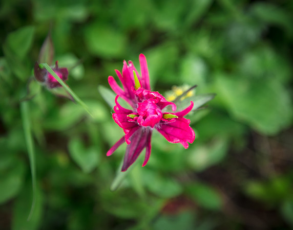 Rosy Paintbrush