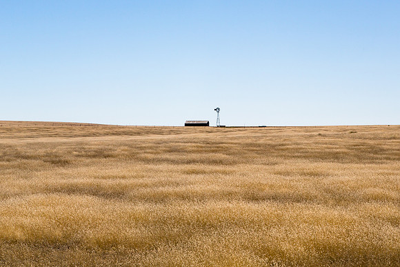 Grasses, Windmill; NE New Mexico
