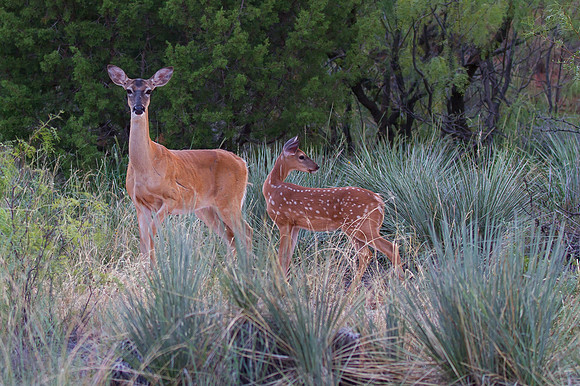 Doe and Fawn, Palo Duro SP, Texas