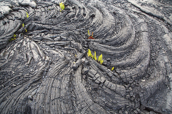 Life Begins, Old Lava Flow, Hawaii