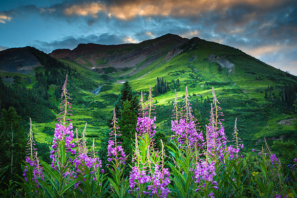 Fireweed near Emerald Lake