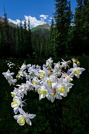 Columbine Bouquet