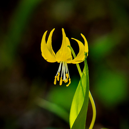 Glacier Lily