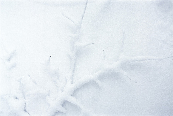 Snow Cover
