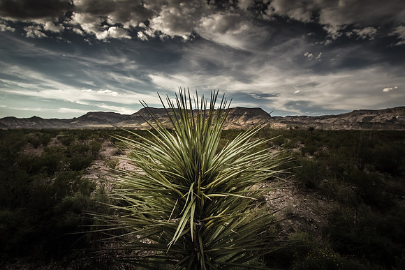"Yucca; Big Bend" (ASmith Gallery selection for "Vistas" Exhibition)